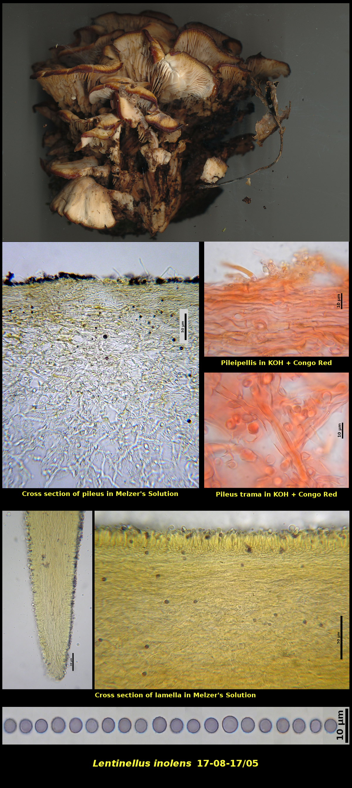 Picture of <i>Lentinellus inolens</i>